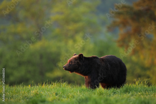 Fototapeta Naklejka Na Ścianę i Meble -  Niedźwiedź brunatny, (Ursus arctos), brown bear