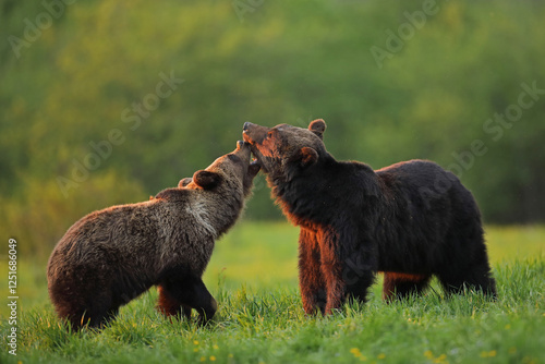 Fototapeta Naklejka Na Ścianę i Meble -  Niedźwiedź brunatny, (Ursus arctos), brown bear
