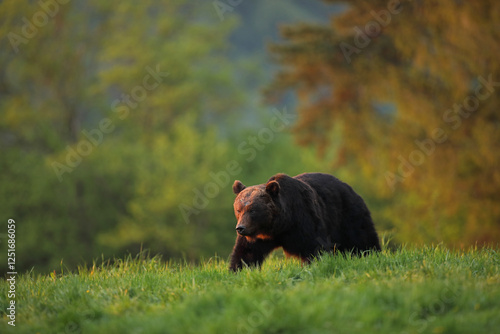 Fototapeta Naklejka Na Ścianę i Meble -  Niedźwiedź brunatny, (Ursus arctos), brown bear