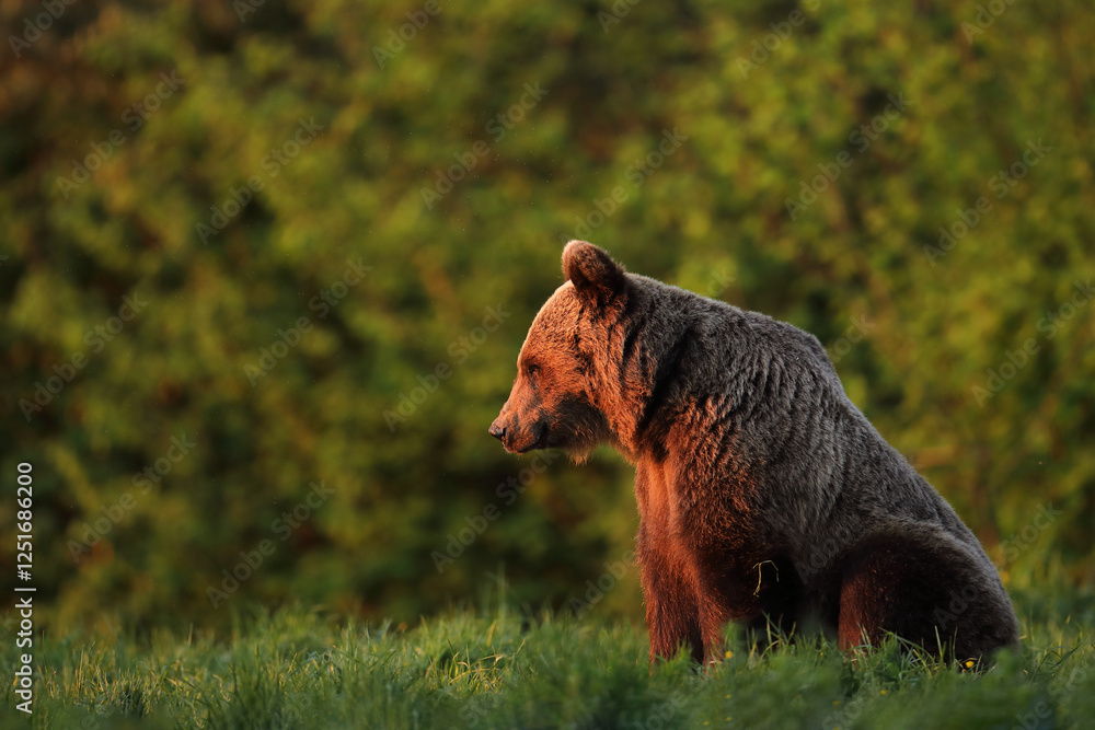 Fototapeta premium Niedźwiedź brunatny, (Ursus arctos), brown bear