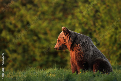Fototapeta Naklejka Na Ścianę i Meble -  Niedźwiedź brunatny, (Ursus arctos), brown bear