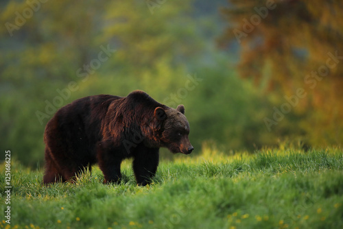 Fototapeta Naklejka Na Ścianę i Meble -  Niedźwiedź brunatny, (Ursus arctos), brown bear