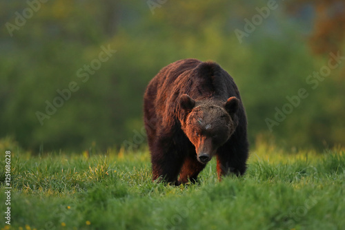 Fototapeta Naklejka Na Ścianę i Meble -  Niedźwiedź brunatny, (Ursus arctos), brown bear