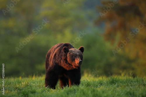 Fototapeta Naklejka Na Ścianę i Meble -  Niedźwiedź brunatny, (Ursus arctos), brown bear