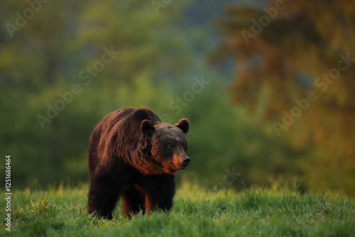 Fototapeta Naklejka Na Ścianę i Meble -  Niedźwiedź brunatny, (Ursus arctos), brown bear