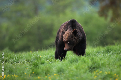 Fototapeta Naklejka Na Ścianę i Meble -  Niedźwiedź brunatny, (Ursus arctos), brown bear
