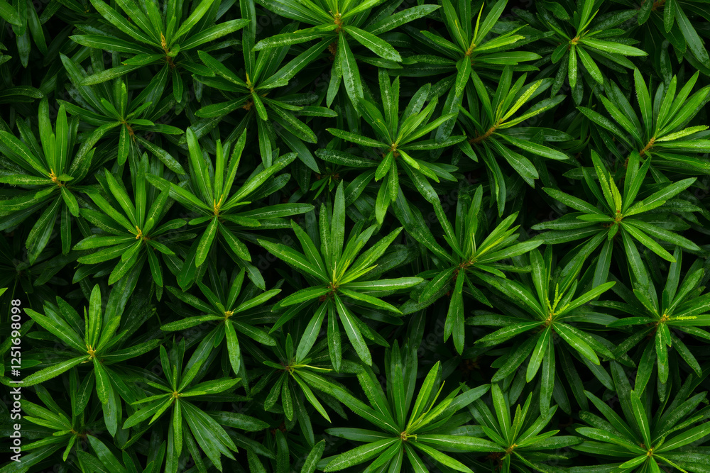 A close up of a bunch of green leaves with water droplets on them A close up of a bunch of green leaves with water droplets on them