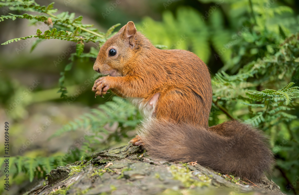 Red Squirrel in a forest, close up Red Squirrel in a forest, close up
