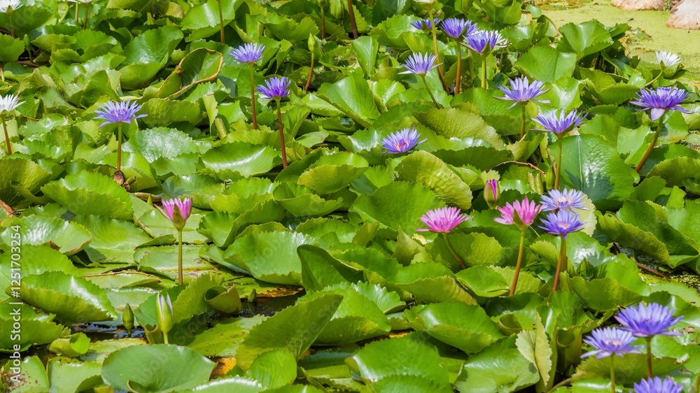 Obraz premium flowers in the garden