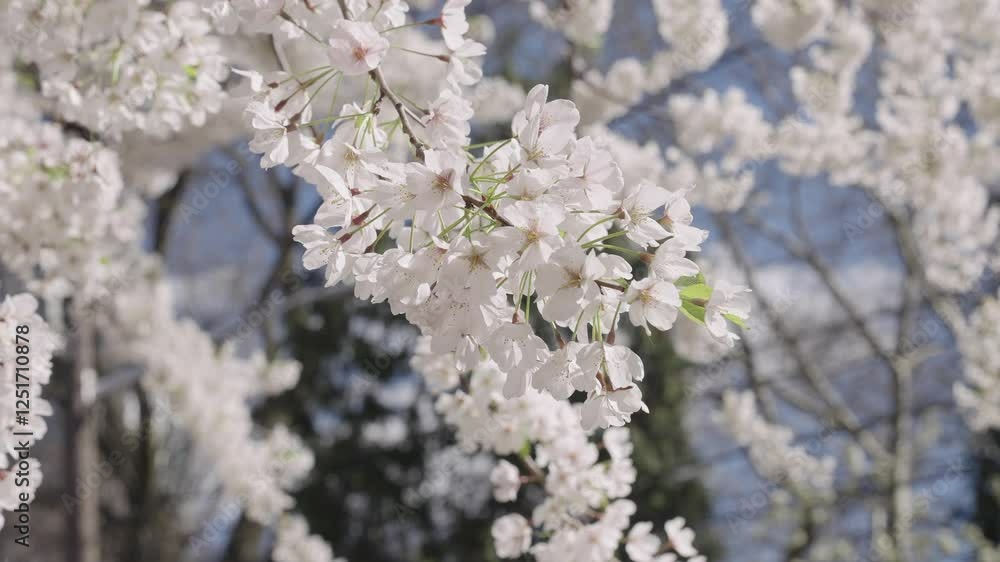 Fragile Sakura flower. Spring nature. Sakura tree with blooming flower. Blooming Japanese cherry. Japanese cherry blossom and flower. Sakura spring season. Blooming spring nature. Sakura garden Fragile Sakura flower. Spring nature. Sakura tree with blooming flower. Blooming Japanese cherry. Japanese cherry blossom and flower. Sakura spring season. Blooming spring nature. Sakura garden