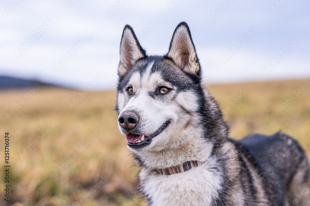 portrait of a siberian husky head with detail in the yellow grass field with open mouth portrait of a siberian husky head with detail in the yellow grass field with open mouth