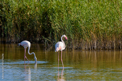 Flamencos en una laguna