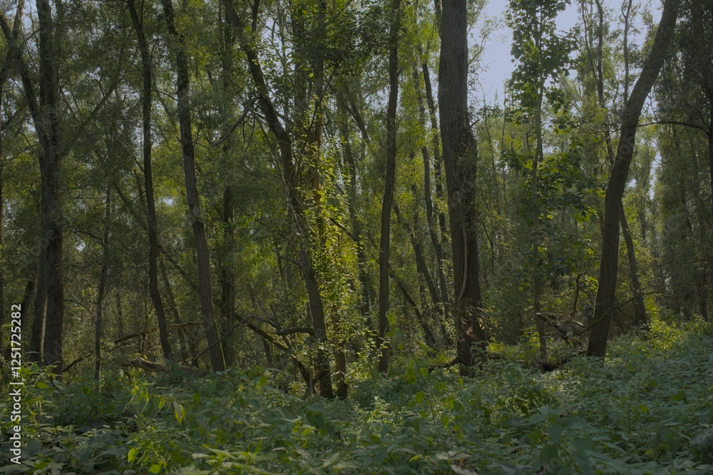 Obraz premium Lush green spring forest in Vinderhoute bossen nature reserve, Ghent, Flanders, Belgium 
