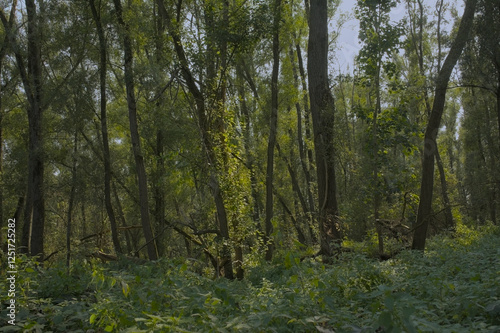 Lush green spring forest in Vinderhoute bossen nature reserve, Ghent, Flanders, Belgium  photo