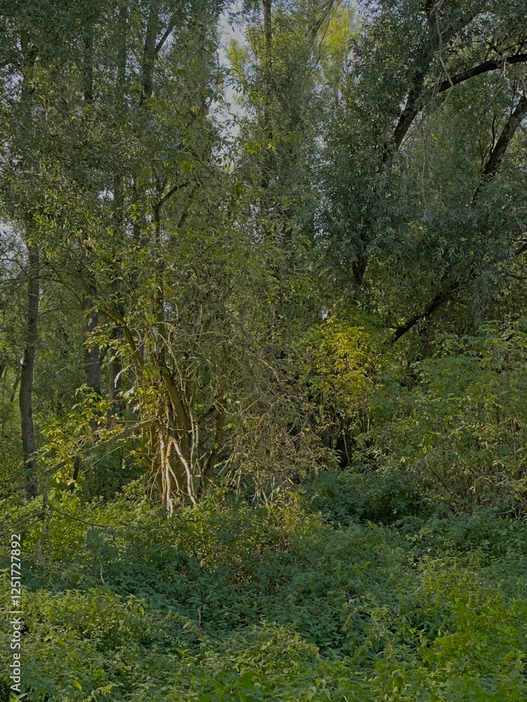 Obraz premium Lush green spring forest in Vinderhoute bossen nature reserve, Ghent, Flanders, Belgium 