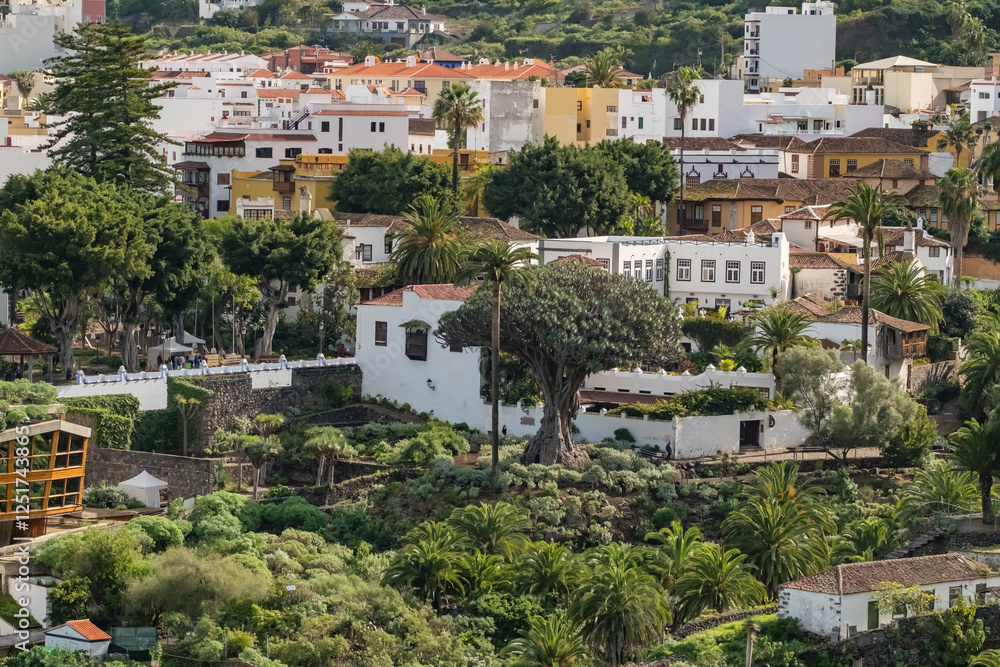 Obraz premium Aerial view of the Famous Dragon Tree in Icod de los Vinos town, Tenerife, Spain