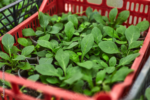 New seedlings thriving in red plastic crate at a local nursery during spring planting season