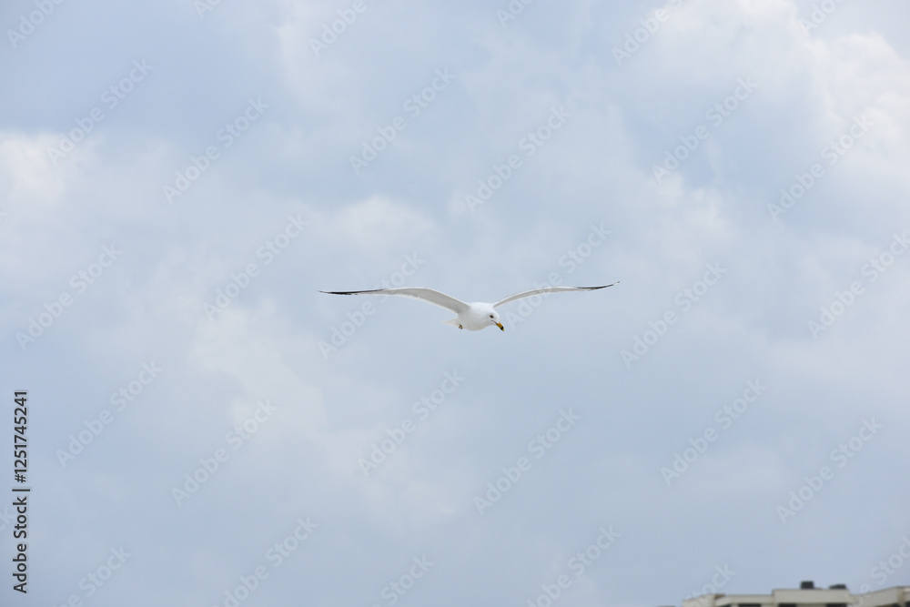 Obraz premium Gull Bird Flying on St. Augustine Beach, Florida