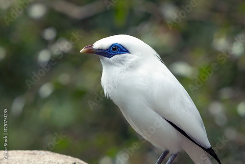 Bali starling on a tree branch photo