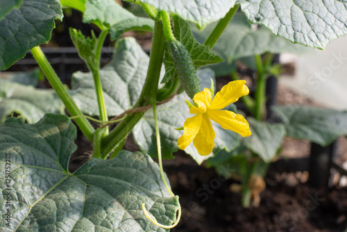 Yellow flowers of parthenocarpic cucumber, flowering cucumis. Growing organic vegetables in greenhouses.