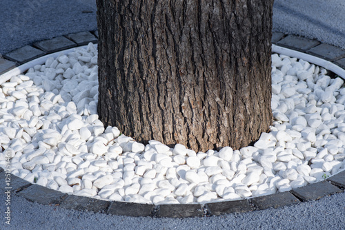 Pebbles mulching of tree in the root circle and protection from grass growth. Landscaping of city park with decorative trees. photo