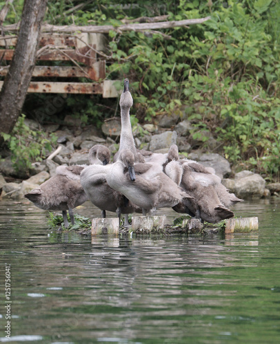 Photography family of cygnets