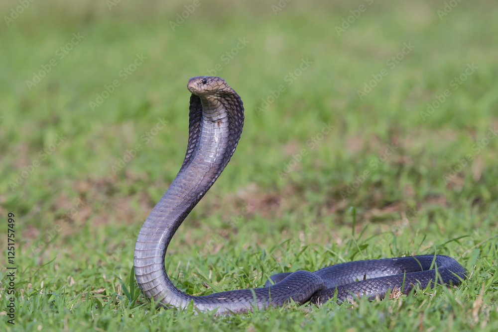 a Javanese cobra snake is standing in the grass field a Javanese cobra snake is standing in the grass field