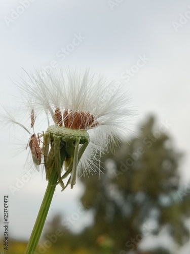 sonchus oleraceus seeds with hair or common Milk thistle seed head with hair  photo