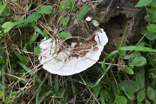 A white bracket fungus is flourishing with grass on a fallen coconut trunk photo