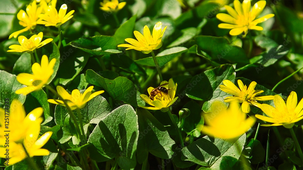 Fototapeta premium Flowering lesser celandine (Ranunculus ficaria or Ficaria verna)