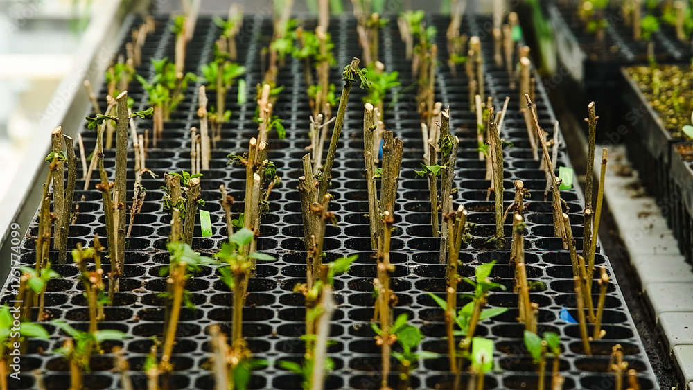 Naklejka premium Seedlings of trees, shrubs and flowers grown in a greenhouse nursery