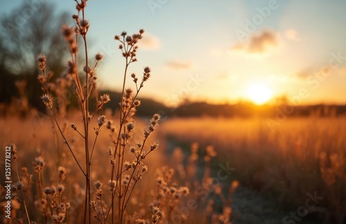 Sunset illuminates dry wildflower field creating warm rural nature photo. Golden light and peaceful atmosphere in meadow at dusk. Countryside scene perfect for autumn themes. photo