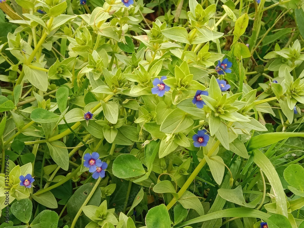 Obraz premium lysimachia foemina plant with flowers or pimpernel plant with flowers or poor man's weatherglass 