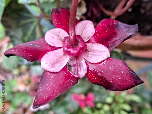 macro of beautiful vivid variety of cyclamen in autumn photo