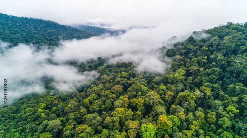 Obraz premium Aerial view of lush green rainforest with mist amazon rainforest nature photography serene environment high altitude biodiversity concept