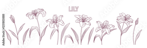 Set of vector illustration of lily flowers and leaves in sketch style isolated on white. Hand- drawn blooming flowers for design, decoration card. Flower shop concept.