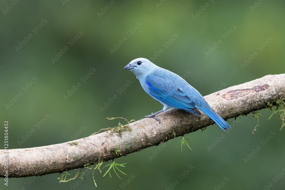 Thraupis episcopus, The blue gray tanager, is a medium sized songbird Thraupis episcopus, The blue gray tanager, is a medium sized songbird