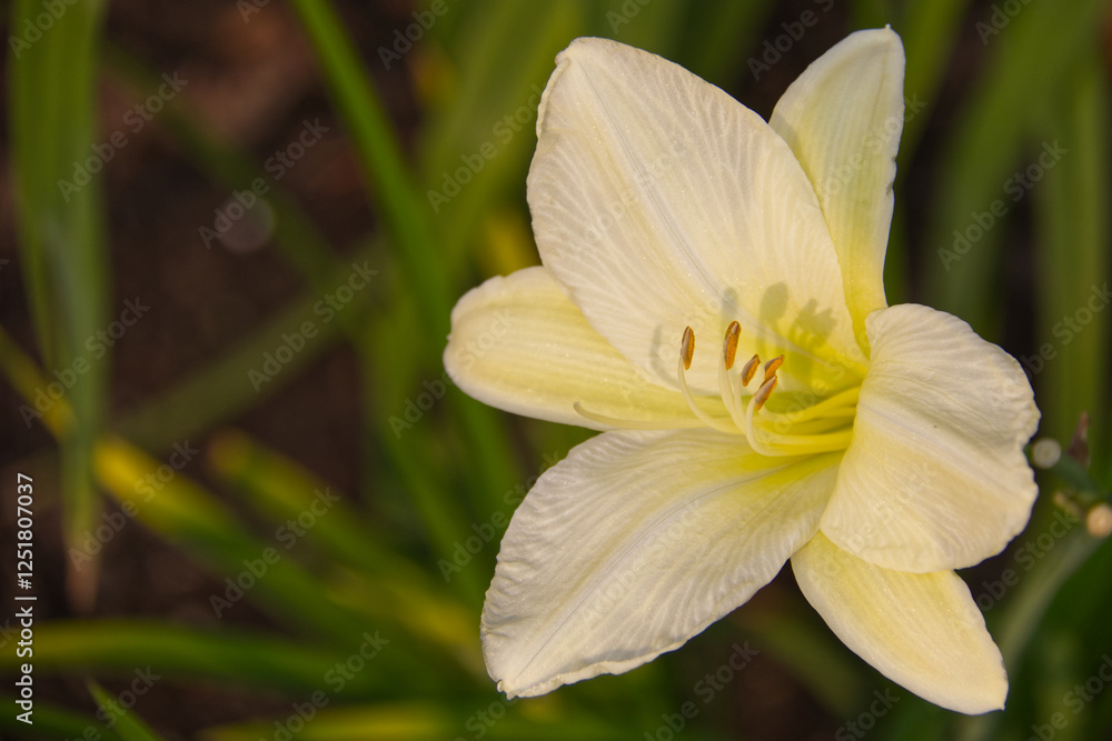 Pale yellow lily in Bloom