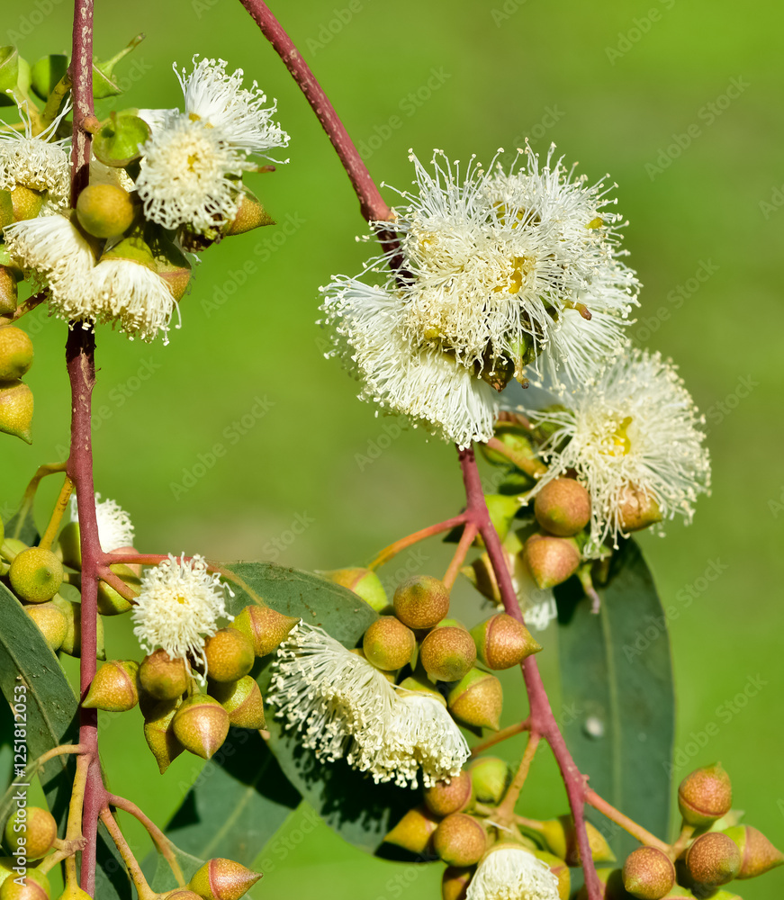 natural plants and flowers. Photos of eucalyptus tree flowers and seeds. natural plants and flowers. Photos of eucalyptus tree flowers and seeds.
