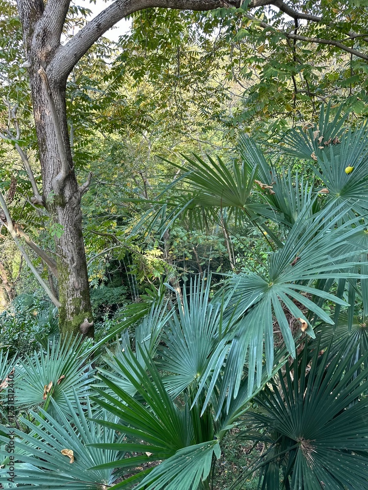 Fototapeta premium green palm tree