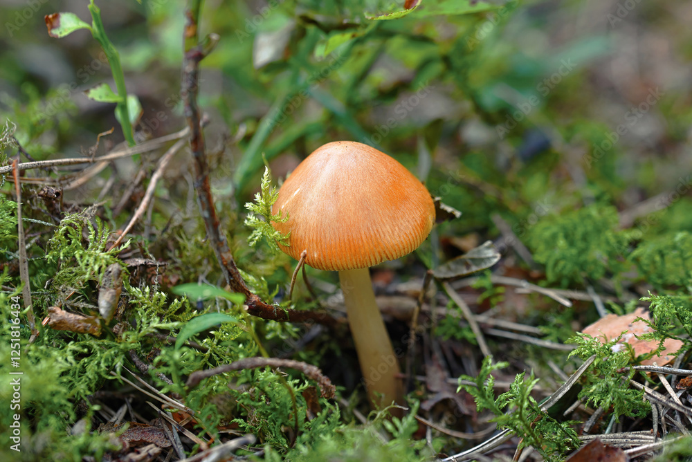 Tawny Grisette (Amanita fulva). Small single wild mushroom with textured cap growing in damp forest environment, emphasizing the organic beauty of woodland fungi Tawny Grisette (Amanita fulva). Small single wild mushroom with textured cap growing in damp forest environment, emphasizing the organic beauty of woodland fungi