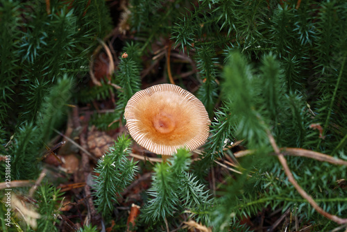 Tawny Grisette (Amanita fulva) close-up. Wild mushroom with brown cap growing among green moss in forest, details of nature and woodland fungi. Detailed macro shot of wild mushroom. Selective focus photo