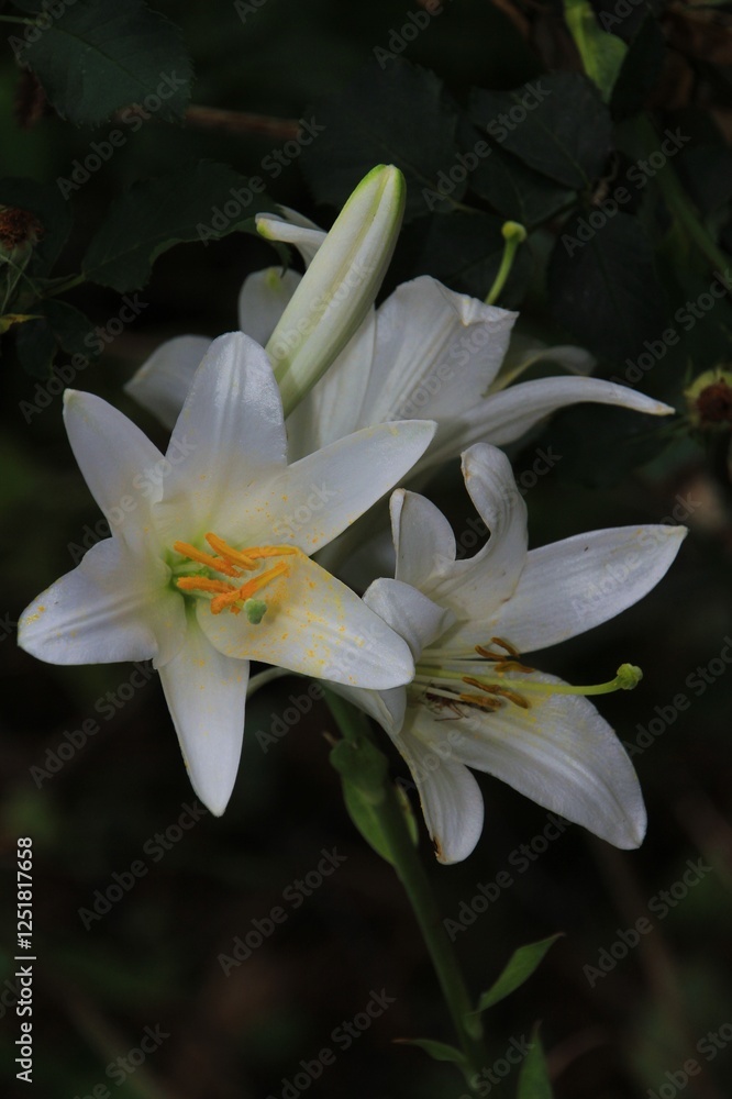 Obraz premium white and yellow lily