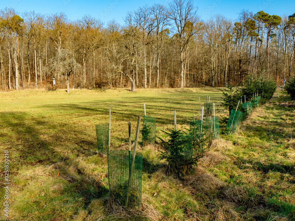 Fototapeta premium Aufforstung am Waldrand