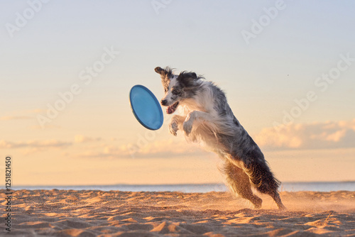 A Border Collie catches a frisbee mid-air on a sandy beach at sunset, framed by warm light. The dog's skillful catch and the vibrant sky create a dynamic and joyful scene.