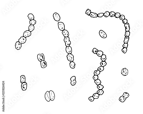 Vector set of hand drawn streptococci bacteria in black and white. Medical line art illustration depicting microbial infection. Ideal for disease prevention designs