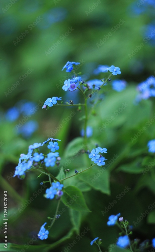 forget me not flowers, small blue flowers forget me not flowers, small blue flowers