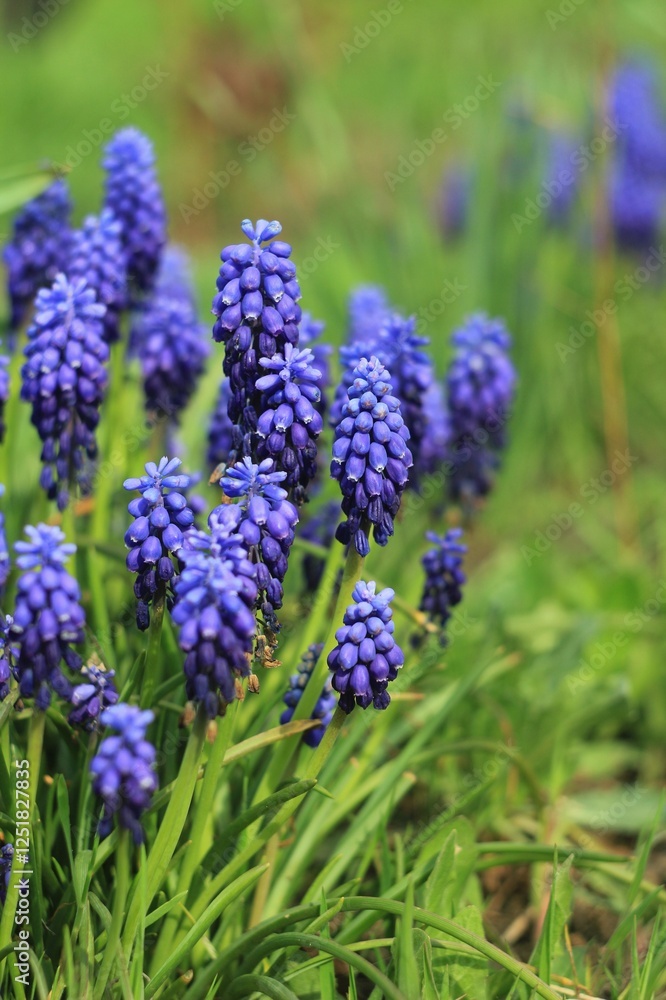 bright blue lilac muscari in spring bright blue lilac muscari in spring