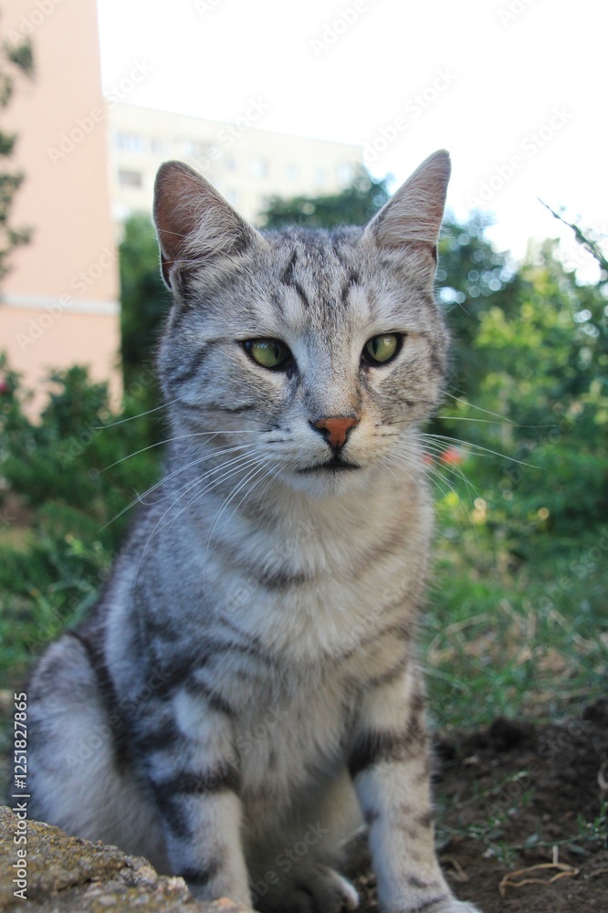 Portrait of grey cat with green eyes Portrait of grey cat with green eyes