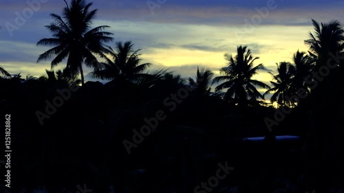palm tree sunrise